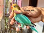 lovebird exchange