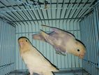 Lovebird Fischer Master Pair