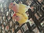 Love bird