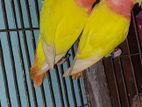 Lovebird brid