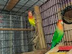 Lovebird