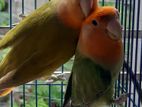 Lovebird Pakhi