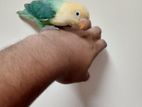 Lovebird