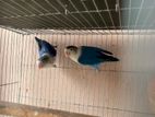 Lovebird