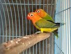 Lovebird