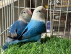 Lovebird