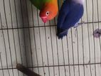 lovebird