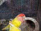 lovebird for sale