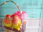 Lovebird