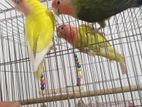 Lovebird For Sell