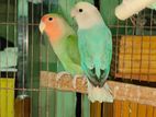 Lovebird