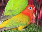 Lovebird