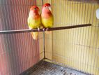 Lovebird