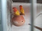 Lovebird