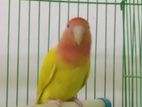 Lovebird