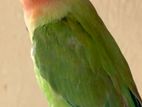 lovebird