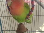 lovebird