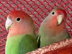 Lovebird