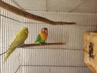 Lovebird