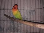 lovebird