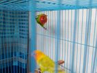 Lovebird