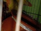 Lovebird for sale