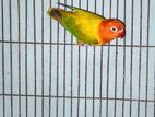 lovebird