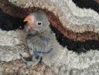 Lovebird