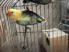 Lovebirds for sell