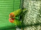 Lovebird for sale