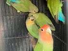 Lovebird