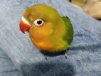 Lovebird