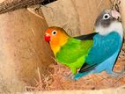 Lovebird