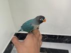 Lovebird for sell