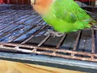 Lovebird