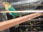 Lovebird For Sell