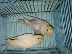 Lovebird Full Adult Pair