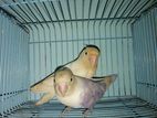 Lovebird Full Adult Pair