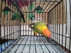 Lovebird, green euwing opaline love bird