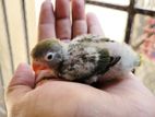 Lovebird, Green fisher baby