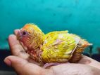 Lovebird handfeeding baby, tame size red head opaline, লাভবার্ড বেবি