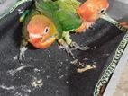 Lovebird লাভ বার্ড