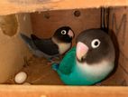 Love bird Pair
