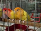 Lovebird Lutino Opaline