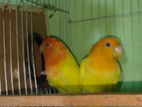 Lovebird Lutino Peace Face Master Pair full set-up soho