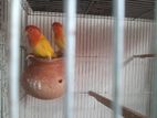 Lovebird Lutino red eye