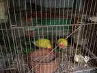 Lovebird মাস্টার পেয়ার