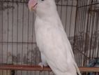 Lovebird Male