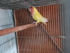 lovebird male