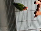 Lovebird master pair female